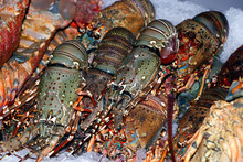Fresh Omani Lobster On Ice In A Market Stall In Dubai For Sell