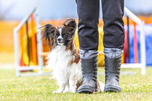 Portrait Of A Cute Little Papillon Dog In Obedience Training With Its Owner In Early Spring Outdoors