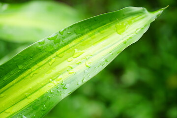 water droplets on leaves in rainy season world environment day