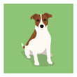 Jack russell terrier picture. Funny pet dog flat vector illustration. Fox hunter small terrier, in full growth view