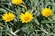 Sydney Australia, Silver Trailing Gazania With Bright Yellow Flowers With Yellow Centres