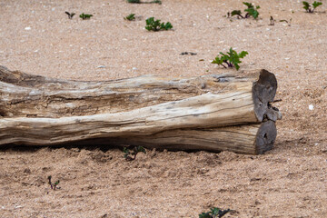 Wall Mural - Close-up of a dry tree trunk with a beautiful pattern of structure on the sea beach. A log washed up by the sea on a sandy beach