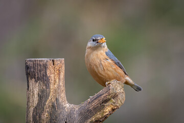 Aufkleber - A portrait of a nuthatch perched on a branch with food in its beak. It is taken against an out of focus clean background