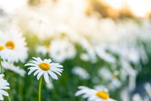 Little Daisies Blooming On The Grass In Summer Under The Sunset
