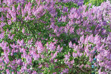 Lilac Branches And Flowers Fill The Entire Frame