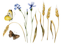Watercolor Collection With Wheat, Cornflowers And Butterflies. Illustration With Field Herbs.