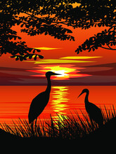Birds At Lake In Sunset 