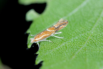 Wall Mural - Phyllonorycter corylifoliella resting on a lichen-covered rock