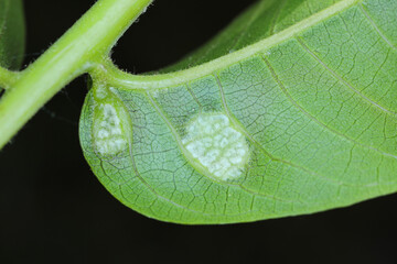 Wall Mural - walnut leaf gall mite, Persian walnut leaf blister mite (Aceria tristriatus, Eriophyes erineus), galls on a walnut leaf