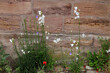 Blüten, Mauer, Glockenblume, Steingarten, Garten, Blumen, Mohnblumen