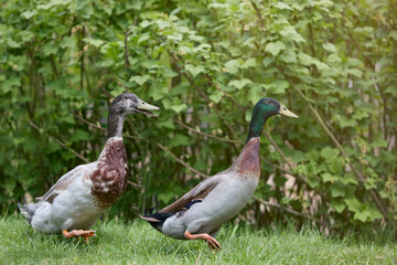 Wall Mural - Two male brown Indian runner ducks