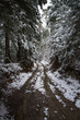Droga pośród lasu w zimowej scenerii