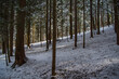 Uśpiony las w zimowej scenerii