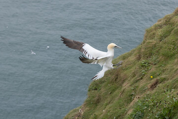 Wall Mural - European gannet (Morus bassanus) landing with wings open and feet out on the grass at Bempton Cliffs, a nature reserve run by the RSPB, at Bempton in the East Riding of Yorkshire