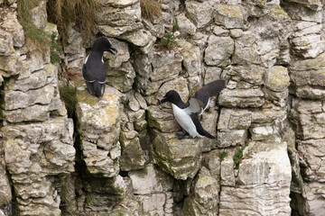 Wall Mural - Pair of razorbills (Alca torda) nesting on the cliffs at Bempton Cliffs, a nature reserve run by the RSPB, at Bempton in the East Riding of Yorkshire, England