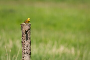 Wall Mural - The yellowhammer, a male passerine bird, perching on a wooden pole at the pasture on a sunny spring day. Green grass in the background.