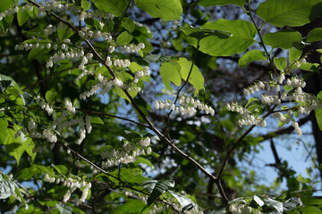 flowers of sea bilberry 2