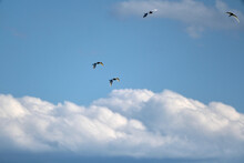 Storks In The Sky Together Flying