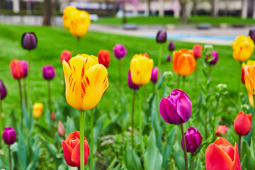 Wall Mural - Garden full of all colors of spring tulip flowers