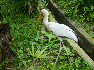 Sticker - Milky stork (Mycteria cinerea) is a stork species found predominantly in coastal mangroves around parts of Southeast Asia standing and looking in water cannel for fish