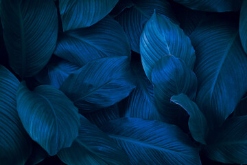Wall Mural - tropical leaves, abstract green leaf texture in garden, nature background