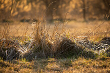 Dry Clumps Of Grass In The Meadow