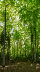  A beech forest through which sunlight penetrates. Springtime. The trees and their leaves are bright green. Luxuriant vegetation in Carpathia, Romania.