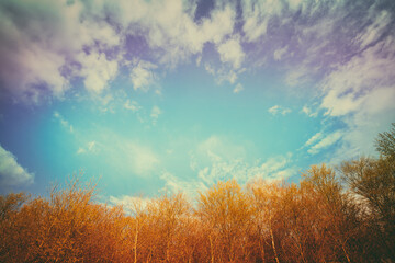 Wall Mural - Vintage frame from trees against cloudy sky