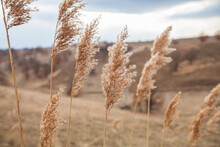 Silver Grass Plants On Wind Over Rural Nature Landscape. Silvergrass At Countryside Scenery.