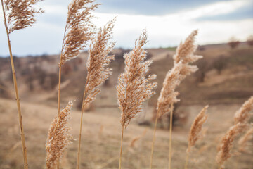 Wall Mural - Silver Grass Plants On Wind Over Rural Nature Landscape. Silvergrass At Countryside Scenery.