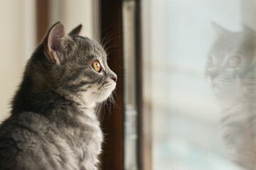 Wall Mural - European short hair kitten in front of a window with a reflection 