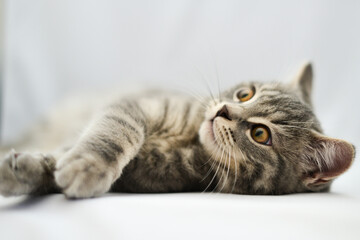 Wall Mural - European short hair kitten in natural light