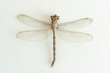 Dragonfly specimen with inverted body on white background. Beneficial insect with two pairs of strong, transparent wings and an elongated body.