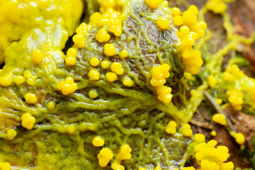 Poster - Slime mold, Myxomycota growing on leaf