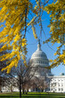 US Capitol in autumn foliage - Washington dc united states