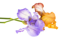 Beautiful Iris Flower Isolated