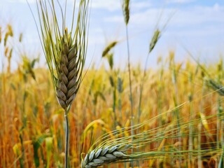 field of wheat