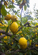 Lemons on a tree in a garden in Sorrento, Italy 