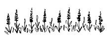 Hand Drawn Simple Black Outline Vector Drawing. Meadow Grasses, Wildflowers, Blooming Lavender. Lawn, Aromatic Plants, Long Banner. Sketch In Ink.