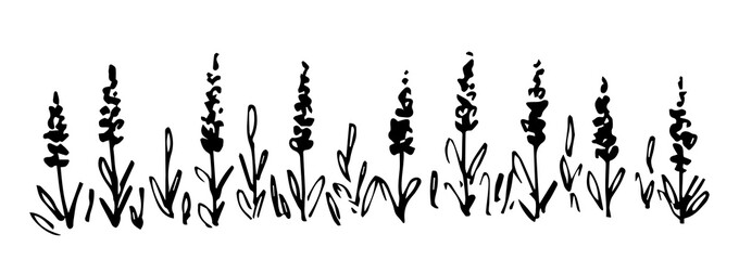 Wall Mural - Hand drawn simple black outline vector drawing. Meadow grasses, wildflowers, blooming lavender. Lawn, aromatic plants, long banner. Sketch in ink.