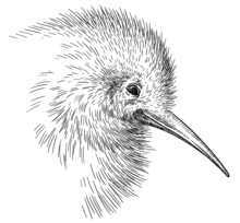 Black And White Engrave Isolated Kiwi Bird Illustration