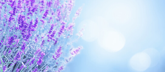 Wall Mural - Beautiful blue soft background with Lavender flowers