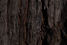 Tree Bark Texture. Brown Bark