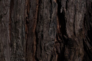 Tree bark texture. Brown bark