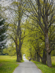 Trail through the spring forest with a lonely cyclist. Path with green trees in the forest or park. Women Cyclist from the back. Bohemian forest, Czech Republic.