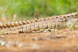 Fototapeta  - A detailed image of the tail and scales of a Nile crocodile (Crocodylus niloticus).
