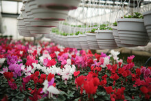 Many White Flowerpots With Flower Plants Hanging In A Large Greenhouse. Beutiful Pink And White Flowers