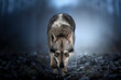 Cane lupo cecoslovacco nel bosco