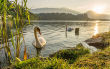 Swan At Lake Bled On A Summer Sunrise. 