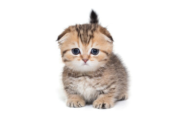 Portrait of a Scottish fold striped kitten with blue eyes. The kitten is one month old, isolated on a white background.